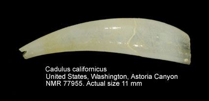 Cadulus californicus.jpg - Cadulus californicus Pilsbry & Sharp,1898